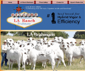 laranchcattle.com: LA Ranch Brahmans
The LA Ranch located in Southeast Oklahoma raises and provides top quality Brahman cattle.