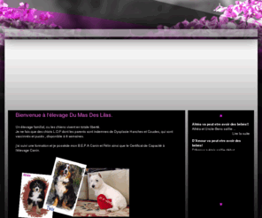 dumasdeslilas.com: Elevage du mas des Lilas, elevage de bouvier bernois, 13, elevage de westies, 13, bouvier bernois (13), westies (13), elevage de bouviers bernois et de westies (13).
Bouvier Bernois et Westie, (13), eleveur de bouvier bernois et westie dans les Bouches du Rhone (13). L'elevage du Mas des Lilas à Mallemort dans les bouches du rhone est spécialisée dans le bouvier bernois et le westie.