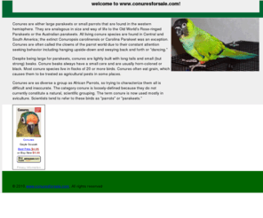 conuresforsale.com: conures for sale
conures for sale