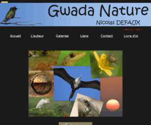 gwadanature.com: Gwada Nature
Site de photographie sur la faune, la flore, les paysages, les manifestations culturelles et sportives des îles de Guadeloupe