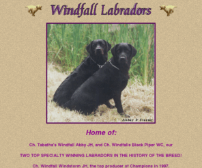 windfalllabs.com: Windfall Labrador Retriever's
Labrador Retriever's raised and loved in Michigan. Home of multiple Best in Speciality Show, Champion Black Piper.