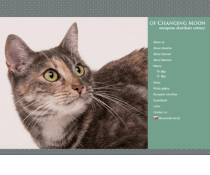 changingmoon.eu: European Shorthair Cat: Cattery Of Changing Moon
European Shorthair Cat: Cattery of Changing Moon