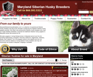 marylandsiberianhuskybreeders.com: Maryland Siberian Husky Breeders.com
Maryland Siberian Husky Breeders.com is a network of loving Siberian Husky breeders and dog lovers devoted to producing the happiest Siberian Husky puppies possible.