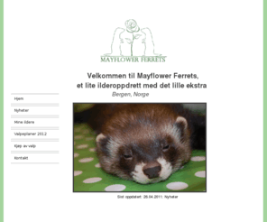 mayflowerferrets.com: mayflowerferrets.com
