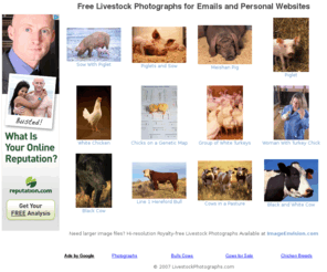 livestockphotographs.com: LivestockPhotographs.com - Free Livestock Photographs for Emails and Personal Websites
Free livestock photographs for download. Find quality stock photos of farming, livestock, agriculture, farm animals, animals, piglets, pigs, Meishan Pigs, White Chickens, chickens, chicks, White Turkeys, turkeys, poultry, veterinarians, Black Cows, cows, cattle, Hereford Bulls, Hereford cattle, and Hereford cows for your emails and websites!