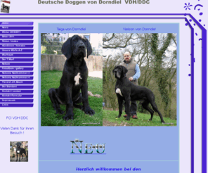 dorndieldoggen.net: http://www.dorndieldoggen.de
Haustiere (Hund)Welpen, Doggenwelpe,Nelson von Dorndiel, Doggenclub - Deutsche Doggen von Dorndiel VDH/DDC,Deckrüden, Hundezucht, Welpen vom Züchter, Deutsche , Welpen abzugeben,Doggenwelpen zu verkaufen,Deckrüde Nelson von Dorndiel Zur Zucht empfohlen