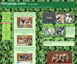 tinypap.com: Papillon Puppies for Sale tinypap.com Home page Winfield's Collared Grees 
Arlington, Texas USA DFW Metroplex Dallas Fort Worth Arlington Euless Irving 
Benbrook Everman Burleson Lola Franka Potente Flor Spanglish Paz Vega Prissy 
Butterfly McQueen Steve McQ
Papillon Puppies for sale Arlington Texas Small in home breeder