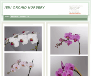 jejuorchid.com: JEJU ORCHID NURSERY - Home
  