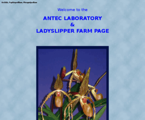 ladyslipper.com: Paphiopedilum & Phragmipedium Intro Page - AnTec Laboratory
Web site for Ladyslipper Orchids of the genus Paphiopedilum, genus Phragmipedium, genus Cypripedium and genus Mexipedium. Site contains over 2000 images of these orchids, as well as culture information.