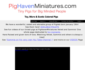 pighavenminiatures.com: pighavenminiatures
We sell miniature pigs, exotic pigs, and teacup pigs.  