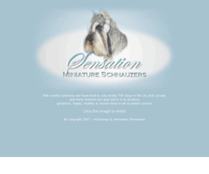 sensationschnauzers.com: Sensation Miniature Schnauzers
Beautiful Happy Healthy & Sound Miniature Schnauzers - Always. 
With careful selection we have bred to only healty TOP dogs in the US and here and have reached our goal which is to produce gorgeous, happy, healthy & sound minis in all accepted colours.

From the beggining all our dogs & puppies have been eye certified clear of hereditary problems an d both parents are always vet checked with complete blood work done prior to breeding.