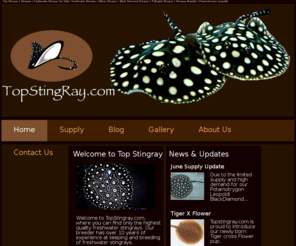 topstingray.com: Top Stingray | Stingray | Freshwater Stingray for Sale | Freshwater Stingray | Albino Stingray | Black Diamond Stingray | Polkadot Stingray | Stingray Breeder
Top Stingray | Stingray | Freshwater Stingray for Sale | Freshwater Stingray | Albino Stingray | Black Diamond Stingray | Polkadot Stingray | Stingray Breeder