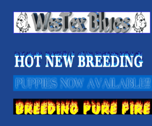 westexblues.org: westexblues
blue pitbulls