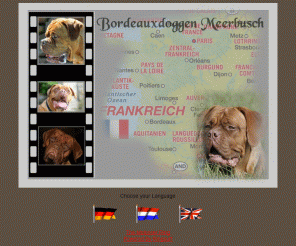 bordeauxdogge-gina.de: Bordeauxdoggen Meerbusch
Bordeauxdoggen oder auch Dogue de Bordeaux, sind unglaubliche Hunde.Lassen sie sich von der Bordeauxdogge faszinieren!