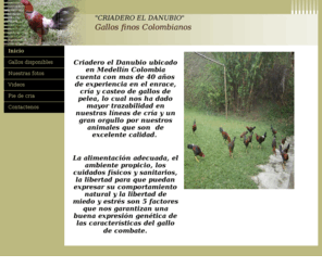 galloseldanubio.com: GALLOS FINOS
criadero de gallos finos colombianos, gallos de pela con la mejor calidad