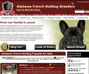 alabamafrenchbulldogbreeders.com: Alabama French Bulldog Breeders.com
Alabama French Bulldog Breeders.com is a group of caring French Bulldog breeders and dog lovers devoted to breeding the finest French Bulldog puppies possible.