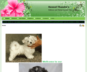 kennelthamires.net: Kennel Thamire's
Maltese and Tibetan Spaniel breeding since 1989. Puppies available.