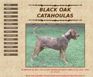 Black sales oak catahoulas