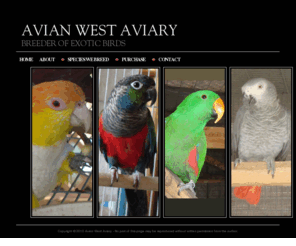 avianwest.com: Avian West Aviary
Breeders of African Greys, Eclectus, Conures, and Caiques.  Located in Gavilan Hills, CA