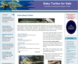 babyturtlesforsale.net: Baby Turtles For Sale
Information on buying Turtles & Tortoises, habitats and accessories for sale