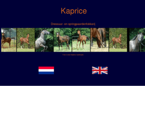 fokkerij-kaprice.com: www.fokkerij-kaprice.com_Home.html
Website met informatie, pedigree en foto's van alle fokmerries en veulens. Het laatste nieuws over alles wat er gebeurd binnen de fokkerij.