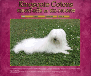 kingsgatecotons.com: Cotons Coton De Tulear Puppies For Sale in Texas TX
Coton Puppies For Sale Texas, Coton De Tulears Texas, Coton De Tulear Puppies Texas, Cotons For Sale Texas in Montgomery from Kingsgate Cotons.