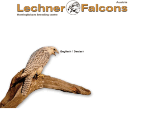 lechner-falcons.com: Lechner Huntingfalcons Austria
Lechner-Falcons, Huntingfalcons breeding centre Austria