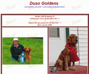 dusofarm.com: Duso Golden Retrievers,breeder of hunting and companion puppies
Duso Goldens is dedictated to training and raising golden retrievers for the field and home. We occasionally produce a litter of golden retriever puppies.   