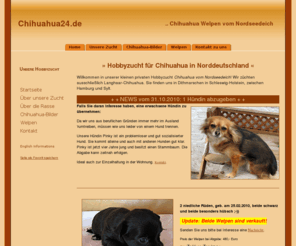 chihuahua24.de: »Chihuahua »Zeitweise Welpen vom Züchter, Zucht vom Nordseedeich, Hobbyzucht
Chihuahua-Welpen vom Nordseedeich. Zeitweise haben wir gesunde und muntere Welpen abzugeben. Besuchen Sie unsere Chihuahua Hobbyzucht in Dithmarschen / Norddeutschland, 100km von Hamburg.