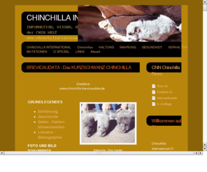 chinchilla-chinchilla.com: Das Chinchilla-Chinchilla ODER das eigentliche Chinchilla
Die eigentlichen Chinchillas sind die sog. Chinchilla Chinchilla - Chinchilla Real - Kurzschwanz-Chinchilla - Brevicaudata - Bergchinchilla oder auch Koenigschinchilla