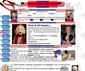 mediumlabradoodles.com: labradoodles,labradoodles,labradoodles original American Labradoodle puppies for adoption
The original American Labradoodle Puppy. Over 15 years experience, breeding Mini, Medium and now Micro Labradoodles!