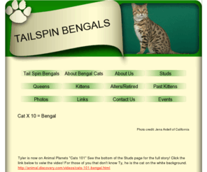 tailspinbengals.com: tailspin bengals - Tail Spin Bengals
Spotted cats, brown spotted tabbys, ALC, Asian Leopard Cat, Kings, Queens, Bengal Kittens, Wild looking cats, exotic, bengal cat, leopard cat, bengal breeders, cat breeder,  cats, new bengal breeder, bengal breeder, bengal cats for sale, Bengal 