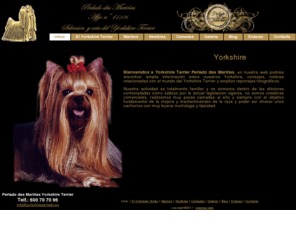 perladodasmarinas.com: Yorkshire
Página criador de perros de la raza Yorkshire Terrier cría y selección de macho sy hembras de Yorkshire