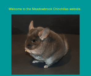 chin-chillas.com: meadowbrook chinchillas
specializing in gentle temperament high quality color mutation chinchillas. inventor/manufacturer of flying saucer exercise wheels  