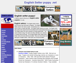 englishsetterpuppy.net: english setter puppy, englishsetters, www.englishsetterpuppy.net
English setter puppy. A Global network directory of 
English setters for sale. English Setters, show, bench, hunting and field trial Setters