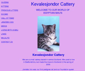 apollopetsitting.co.uk: Kevalesjondor Egyptian Mau's
Egyptian Mau, Jandebo Isis, Kittens, Kevalesjondor