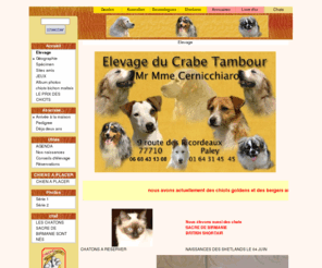 crabetambour.fr: Chiots golden jack australiens
