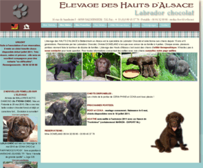 o-dalsace.com: Elevage des Hauts d'Alsace - Spécialiste du Labrador chocolat - Chiens reconnus d'utilité thérapeutique
L'élevage des Hauts d'Alsace à Baldersheim vous propose ses labradors chocolats : 12 ans de sélection sur 5 générations de chiens