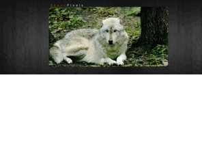 beauxpixels.com: Beaux Pixels Photography:: Home
Photography to save tigers