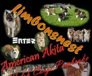 limbonsnest.nl: American Akita - Welsh Corgi Pembroke - Limbonsnest - Kennel
Limbonsnest American Akita & Welsh Corgi Pembroke Kennel. Wij hebben regelmatig puppy van hoge kwaliteit en uitstekende gezondheid. Alle pups groeien in huiselijke king op. Met onze American Akita 's gaan wij regelmatig naar show maar ook met onze Welsh Corgi Pembroke 's Als u dus intresse heeft in een American Akita of een Welsh Corgi Pembroke . Bent u aan het goede adres. Op onze website vind u meer informatie over onze American Akita 's en Welsh Corgi Pembroke 's . Wij zijn ook telefoonisch bereikbaar  31725053236 voor meer informatie over de American Akita en de Welsh Corgi Pembroke .