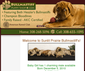 bullmastiffpuppyshop.com: Bullmastiff Breeders, Bullmastiff Puppies for Sale
Bullmastiff Puppy Shop offer high quality bullmastiff puppies for sale