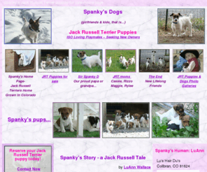 spankysdogs.com: Spanky's Dogs>Jack Russell Terrier puppies for sale>home page
Jack Russell Terrier puppies 