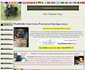 wwcanecorsos.com: Worldwide Cane Corsos
Cane Corso breeder in MI. Worldwide Quality Cane Corso Italian Mastiff from Champion bloodlines. Worldwide Cane Corso dogs excellent temperments and good looks lifetime breeder support. 