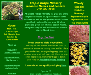 japanese-maples-for-sale.com: Japanese maples and conifers grown near Atlanta Georgia
Japanese maples and conifers grown near Atlanta Georgia