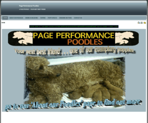 pagepoodles.com: PAGE PERFOMANCE POODLES
POODLE PUPPIES FOR SALE