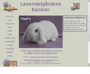 lavendelgarden.com: Lavendelgårdens kaniner
Lavendelgårdens kaniner föder upp vit blåögd dvärgvädur i pälsvarianterna normal, fuchs och teddy