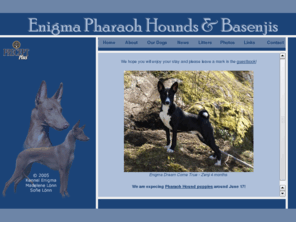 kennelenigma.com: Kennel Enigma - Faraohund & Basenji
Kennel Enigma