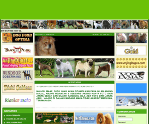 25++ Anjing yorkshire dijual release