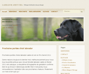 labrador-ametchia.com: Labrador Ametchia: L'élevage de labradors du Pays Basque
L'élevage de labradors du Pays Basque