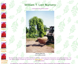 lorrnursery.com: William T. Lorr Nursery
William T. Lorr Nursery - A Northern Illinois Nursery specializing in a wide selection of conifers and dwarf confiers, large specimen evergreens, plus unusual shrubs.